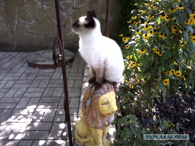 Котовторник 04.11.2014