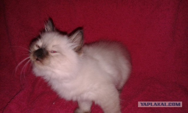 Котовторник 25.11.2014