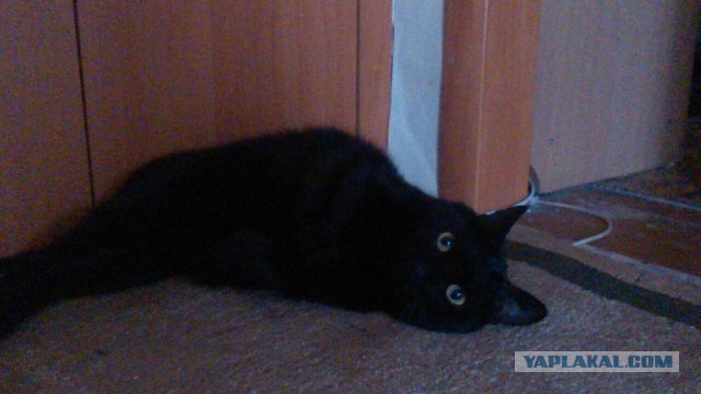 Сторожевой кот