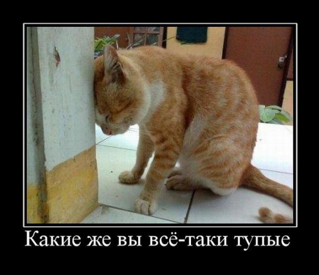 Картинок пачка