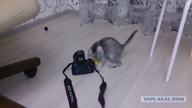 Котовторник