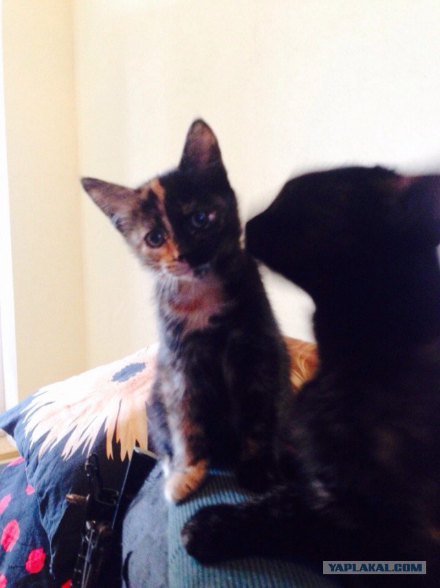 Котовторник