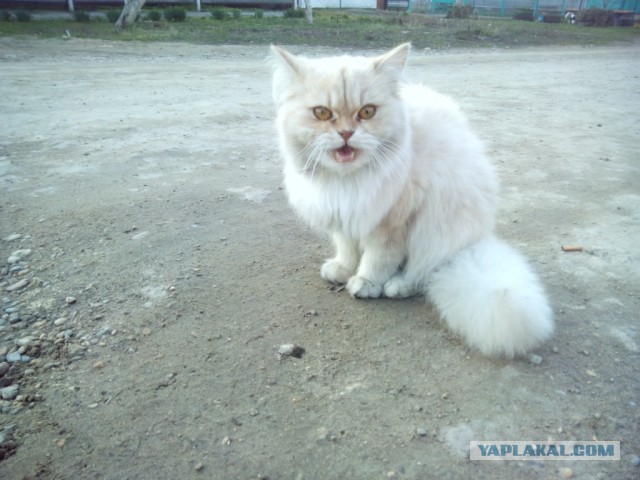 Котовторник 09.06.2015