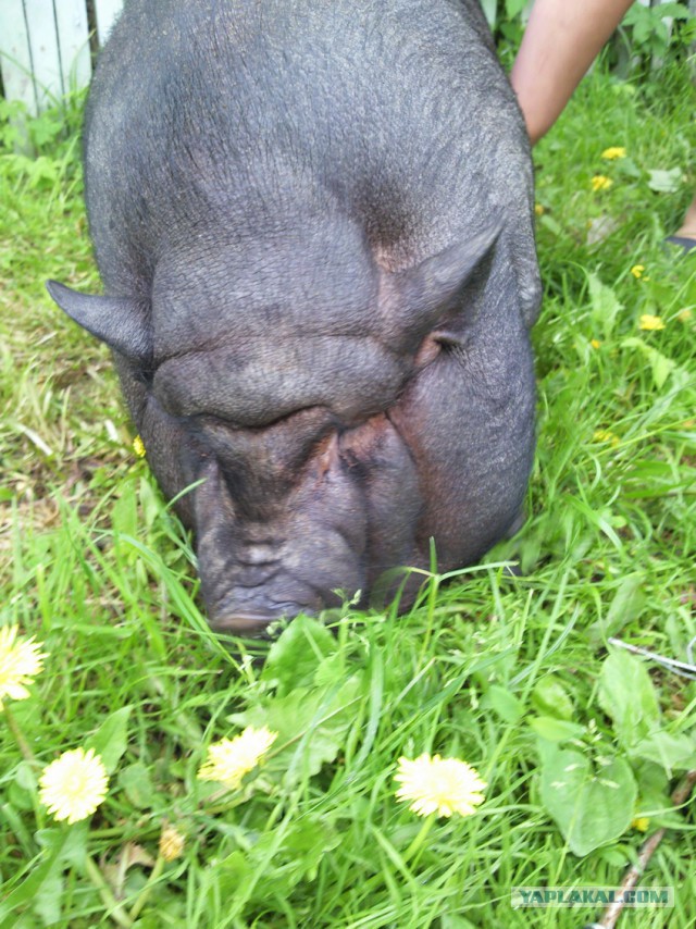 Инстаграм мини-свинки Пухли собрал более 31 тысячи подписчиков