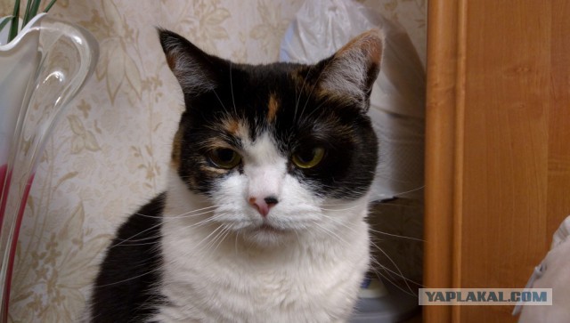 Котовторник  01.03.2016