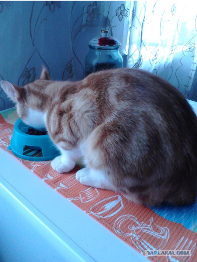 Котовторник 15.03