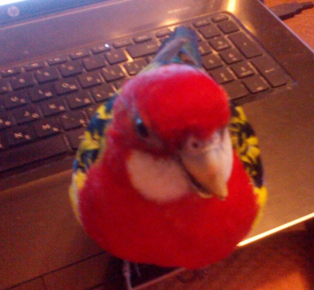 А тем временем в Австралии