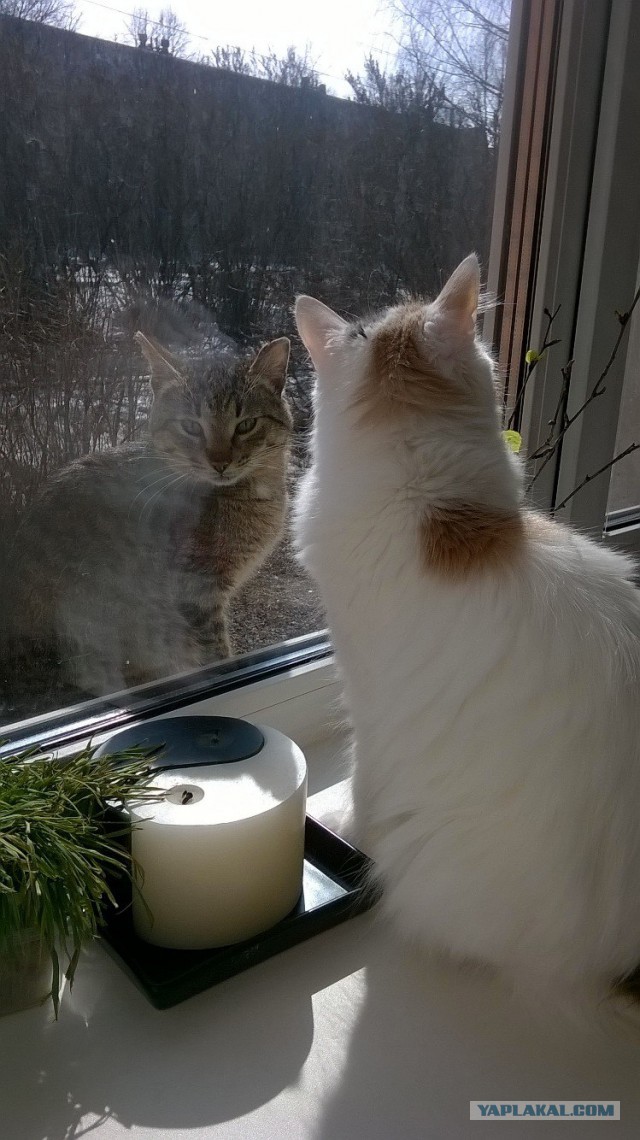 Котовторник - начало