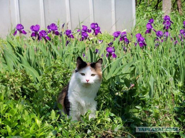 Котовторник  10.05.2016