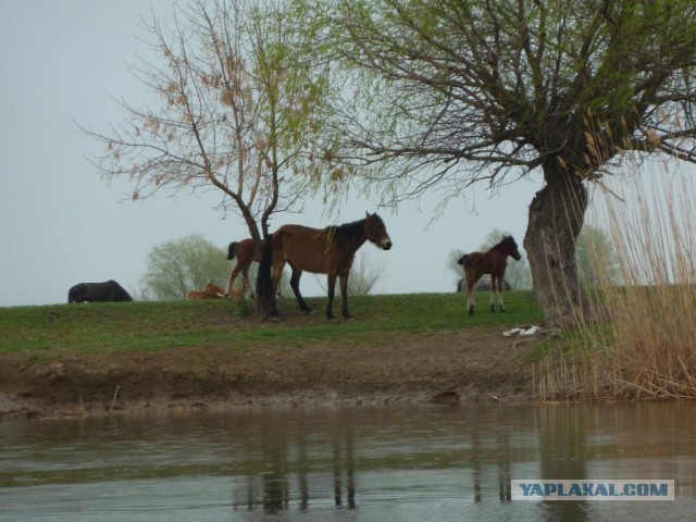 Апрельская Астрахань