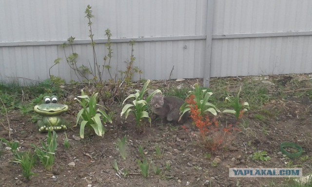 Котовторник 17.05.2016
