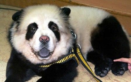 Думаете это панда?