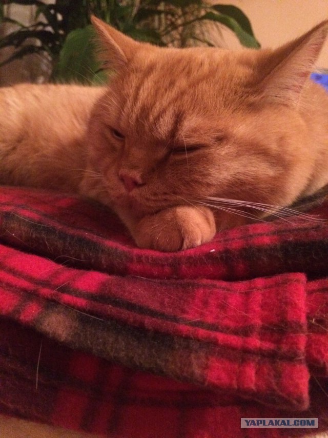 Котовторник 22.11.2016