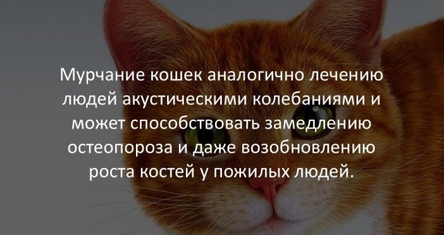 40 интересных фактов в картинках.