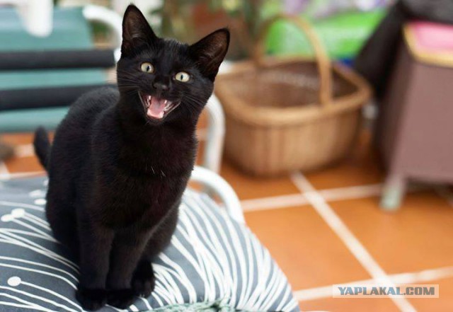 Котовторник 28.03.2017