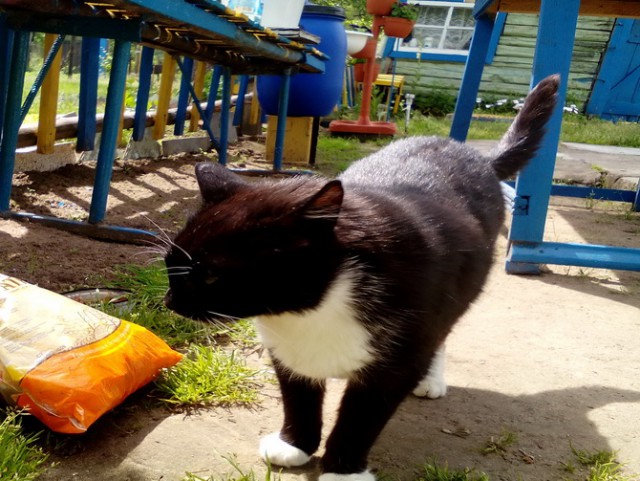 Котовторник 28.03.2017