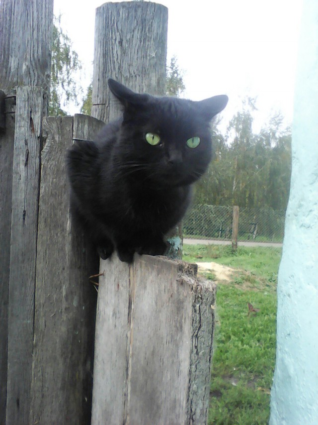 Коты и Кошки