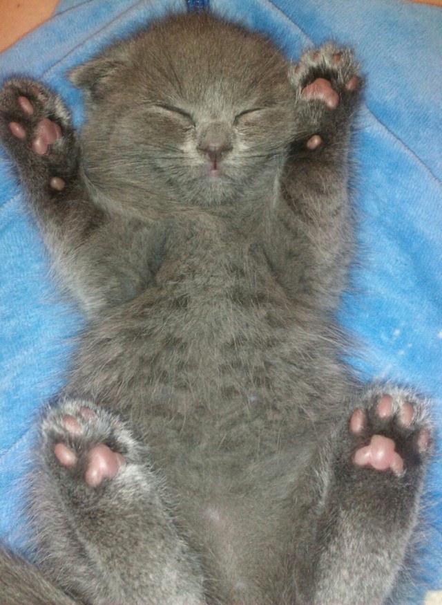 Коты и Кошки