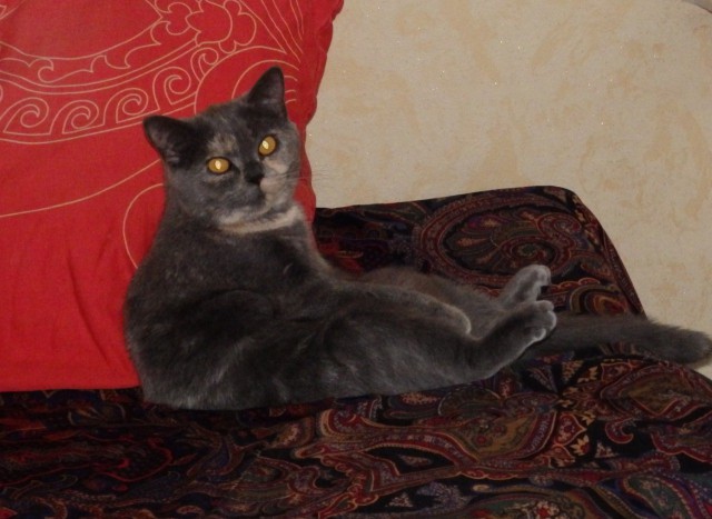 Коты и Кошки