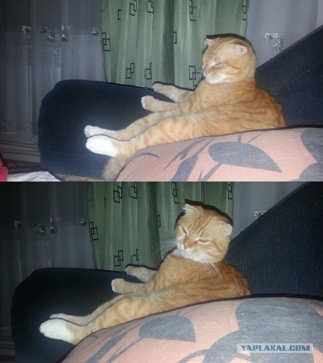 Котовторник  25.07.2017