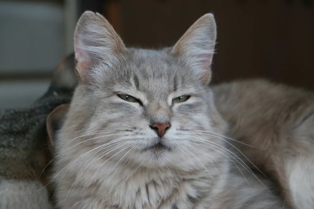 Коты и Кошки