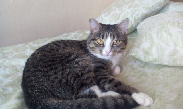 Коты и Кошки