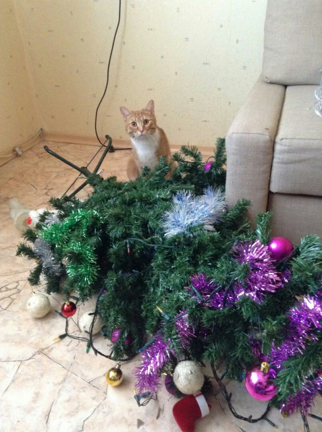 Коты и Кошки