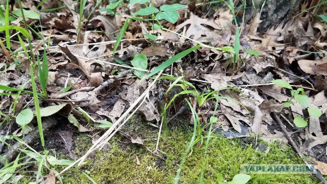 Просто Природа