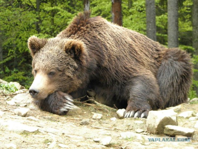 Молодую жену 87-летнего Краско поймали на измене