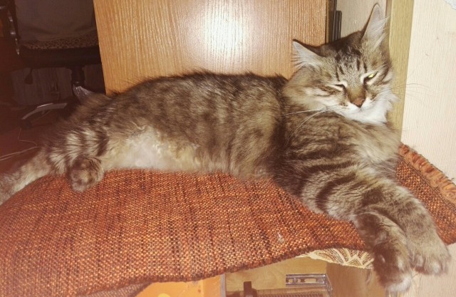 Котовторник 20.02.18