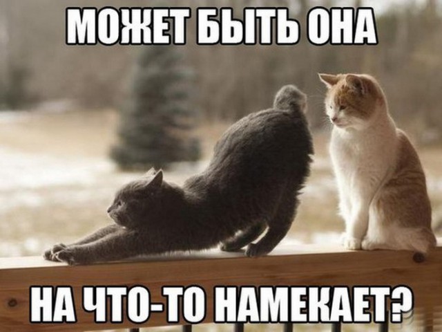 Прикольных котов пост