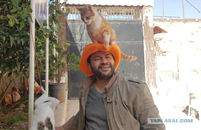 Кошачий приют в Алеппо