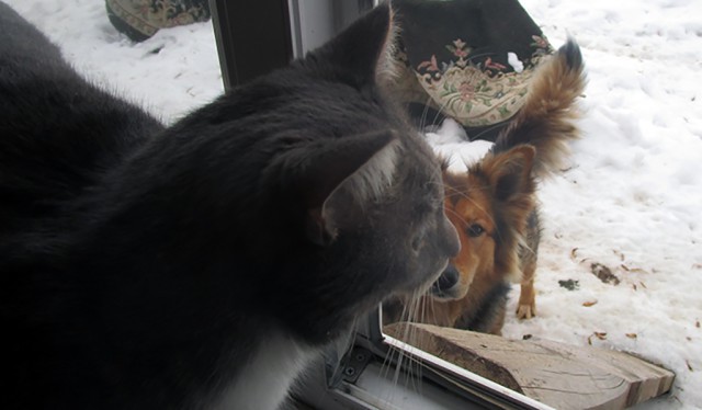 Котовторник 27.03.2018