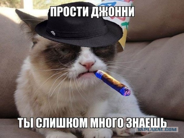 Боевые коты