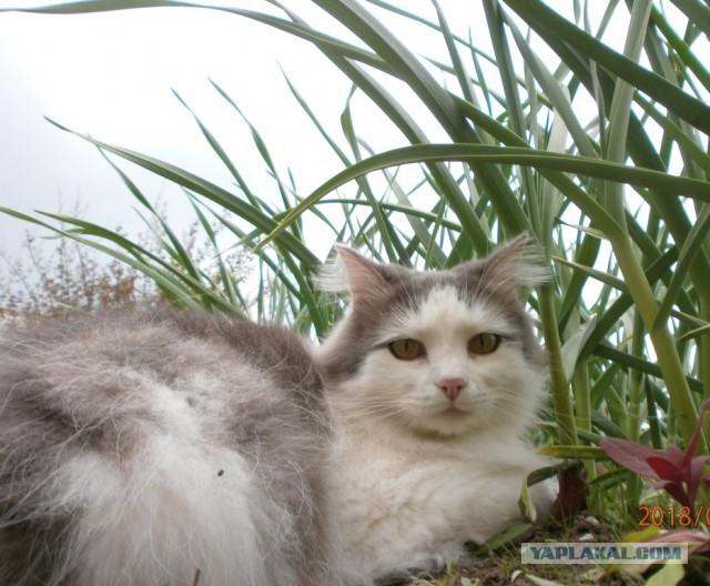 Котовторник 22.05.2018