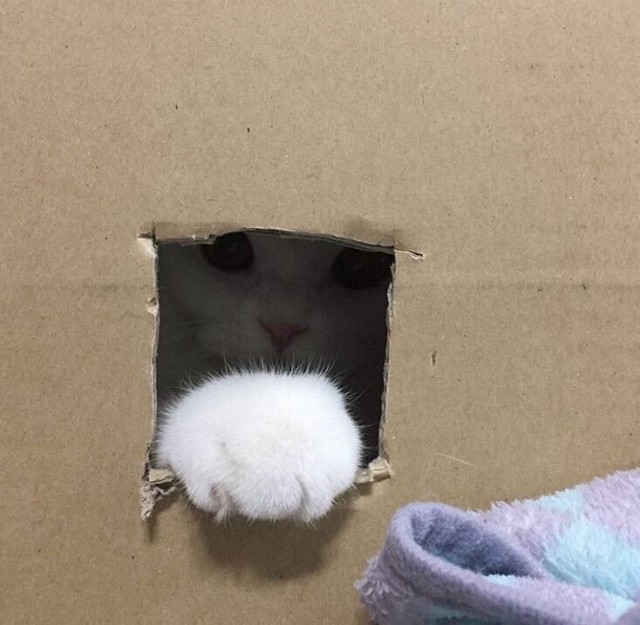 Неадекватные коты