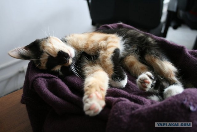 Котовторник на ЯПлакалъ (03.06), котята (31 шт)