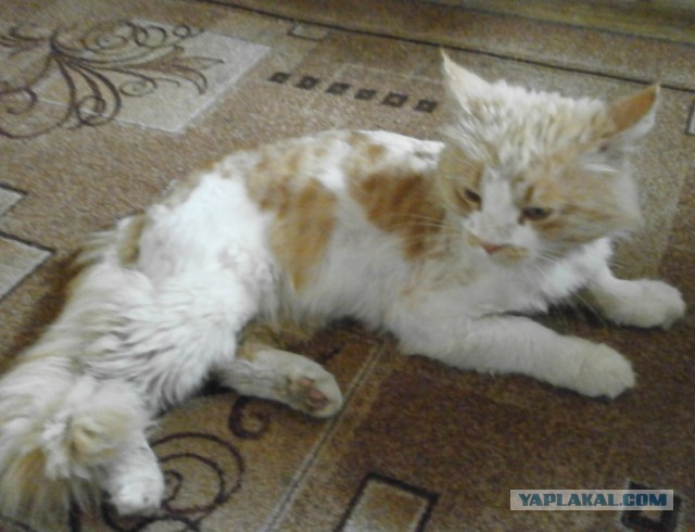 Котовторник 26.06.2018