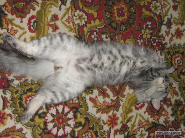 Котовторник на ЯПлакалъ 08.07.2008