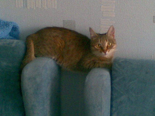 УРРААА ! Котовторник на ЯПлакалъ !