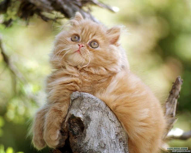 Котовторник объявляется открытым!