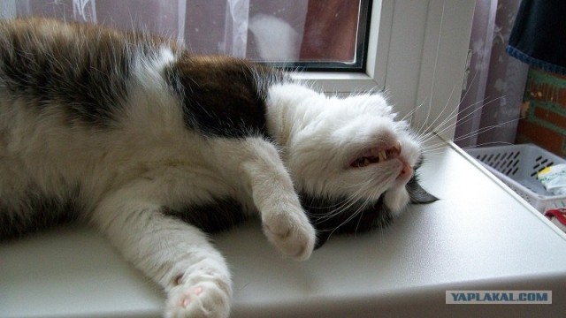 Зевни кота