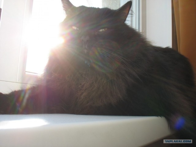 Котовторник 20.12.2011