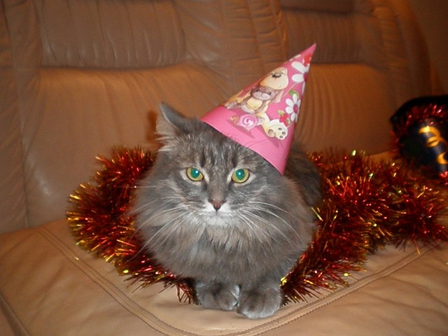 Первый КОТОВТОРНИК 2012