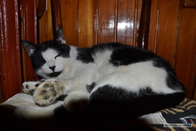 Котовторник 24.04.2012