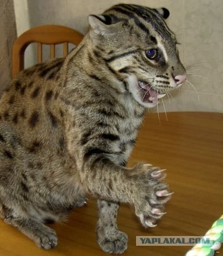 Камышовый кот