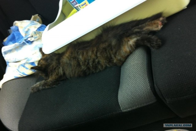 Котовторник 03 07 2012