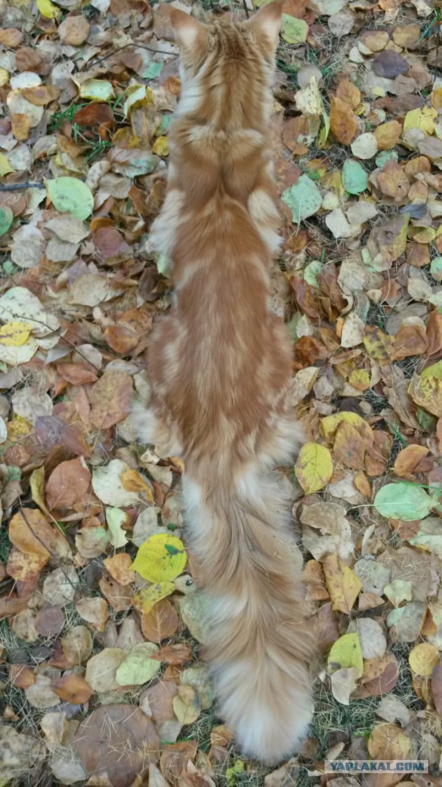 Котовторник 29.01.2019!
