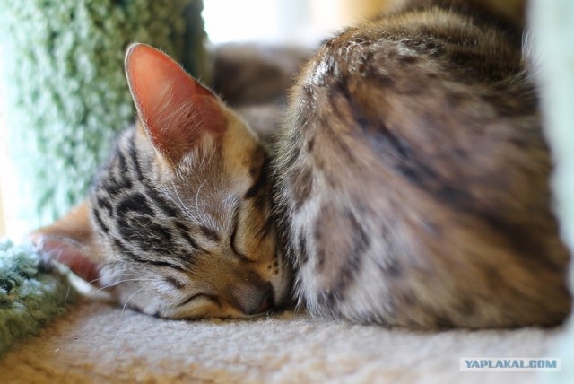 Котонянька и котовторник