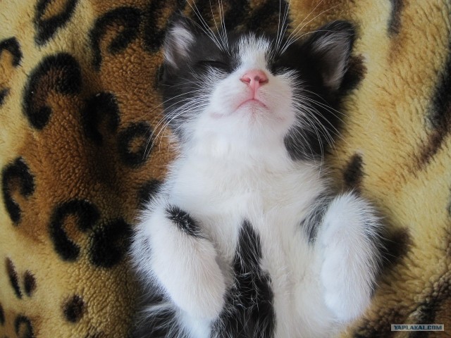 Котовторник 29.01.2013